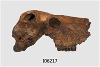 藏品(德氏水牛頭骨化石)的圖片